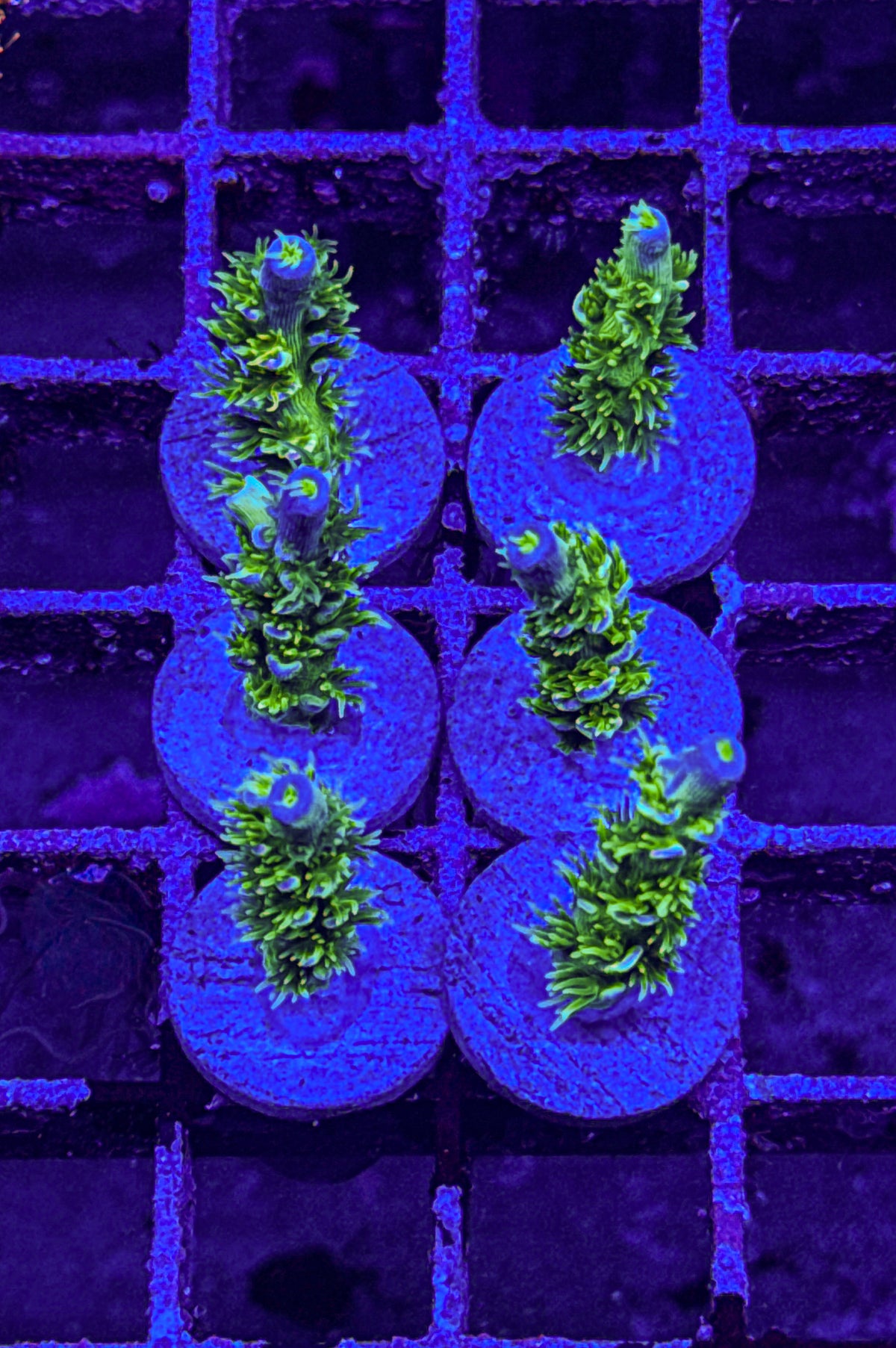 JF Homewrecker Acro 1” (WYSIWYG)