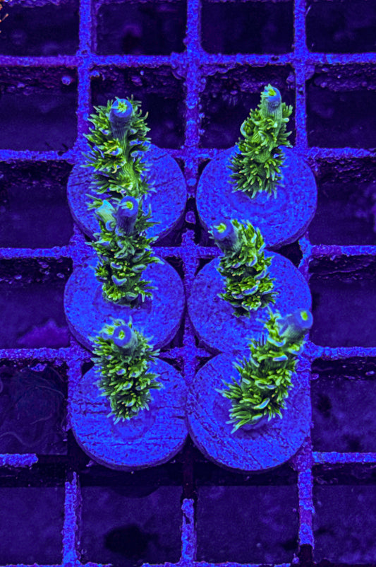 JF Homewrecker Acro 1” (WYSIWYG)