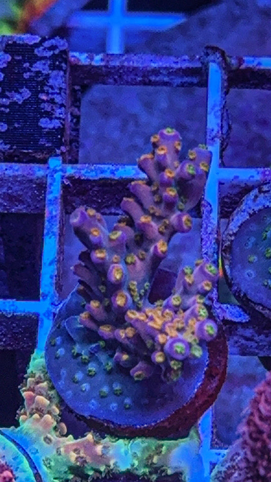 Route66 Merlin’s Staff Acro (WYSIWYG)