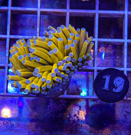 Banana Torch #19 (WYSIWYG)