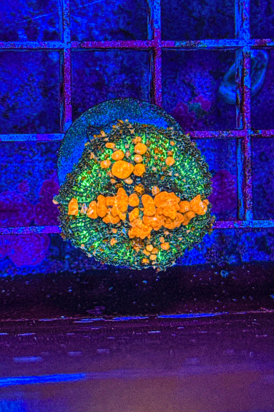 Sunkist Bounce Mushroom (WYSIWYG)