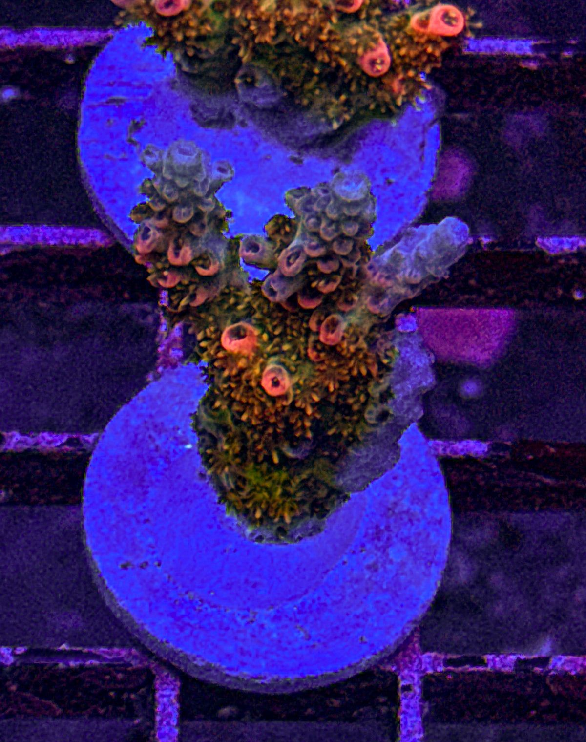 Strawberry Shortcake Acro (WYSIWYG)