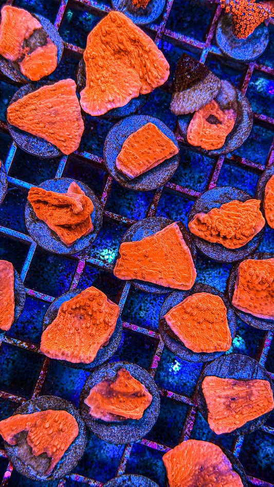 Red Monti Cap (WYSIWYG