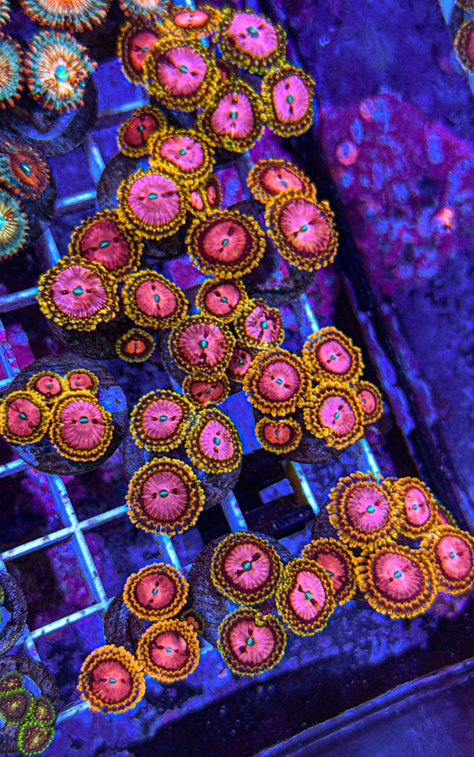 Pink Diamond Zoas (WYSIWYG)