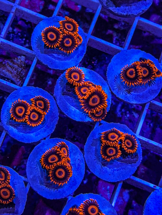 Bam Bam Zoas (WYSIWYG)
