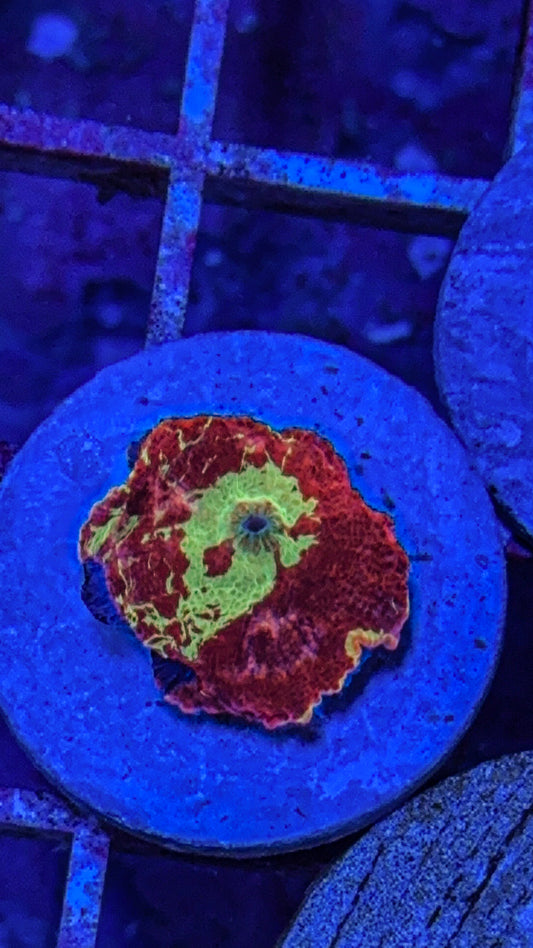 Eclectus JB Mushroom (WYSIWYG)