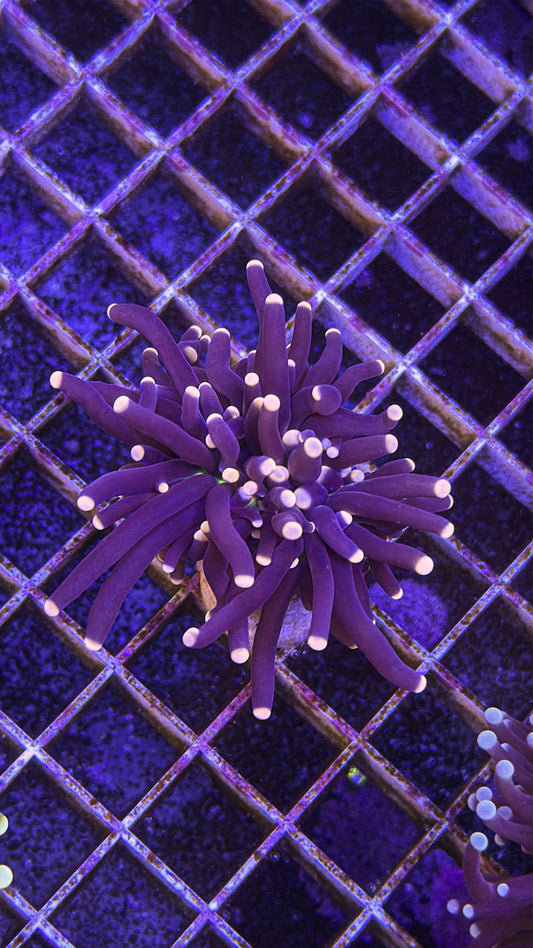 Malaysian Joker Torch (WYSIWYG)