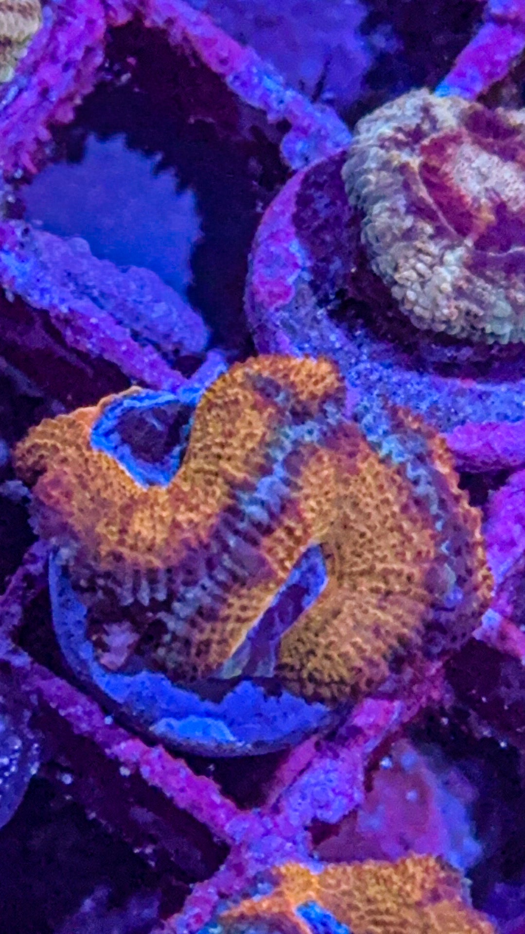 Gold Rim Acan (WYSIWYG)