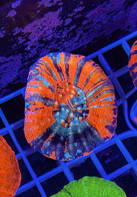 Ultra War Paint Scoly (WYSIWYG)