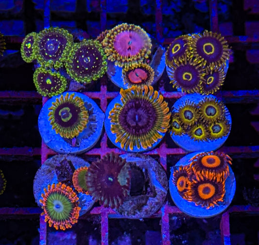 Custom Zoa Pack #4 (WYSIWYG)