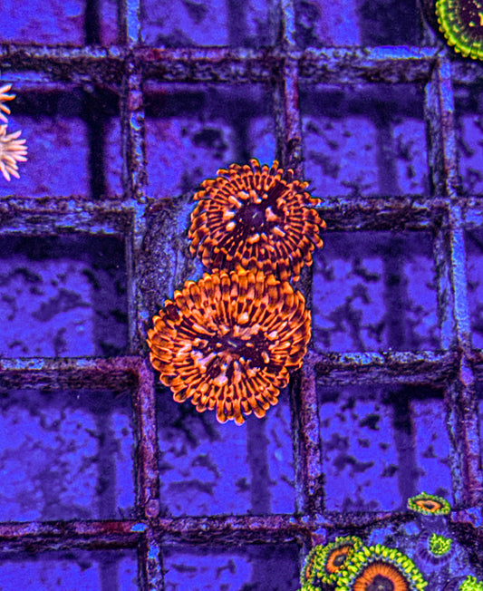 Utter Chaos Zoa’s (WYSIWYG)