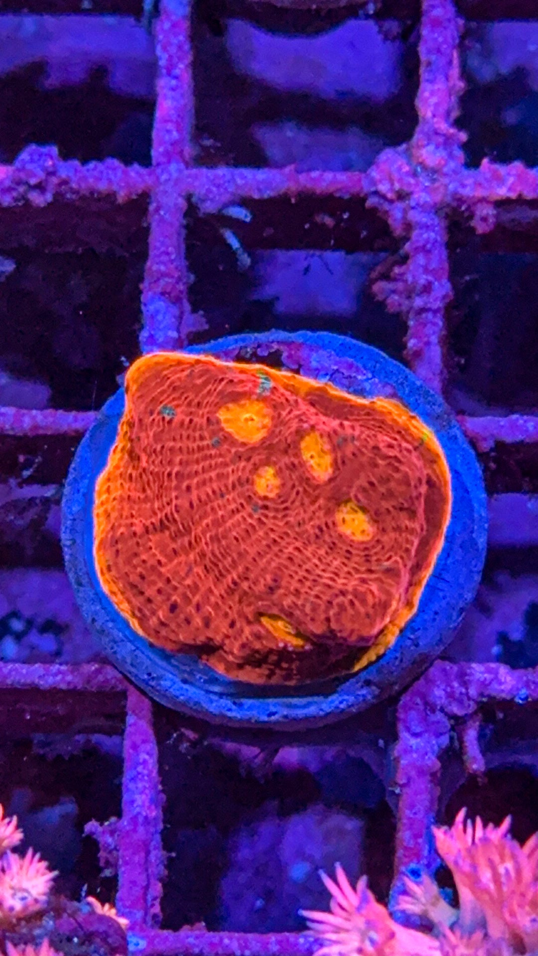 SC Dynamite Chalice (WYSIWYG)