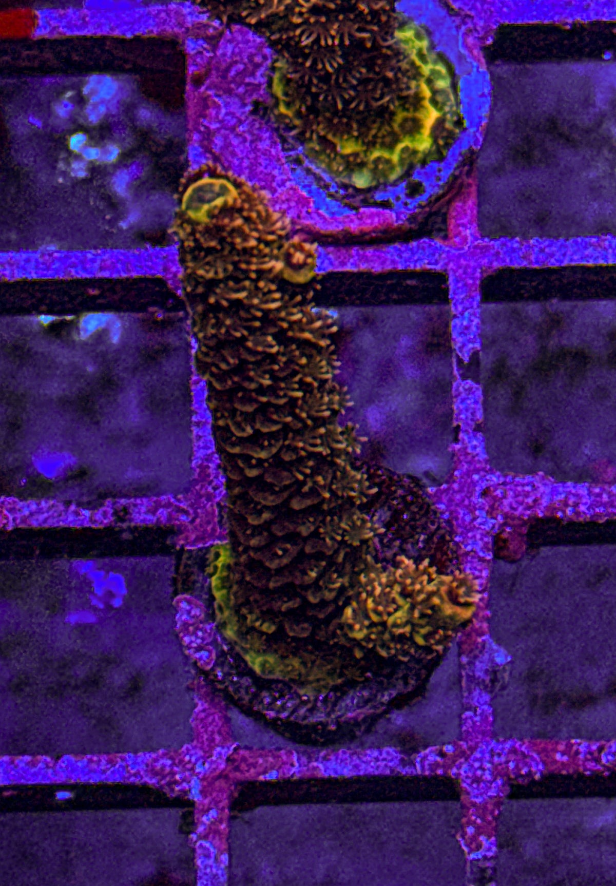 Texas Pink Stag Acro (WYSIWYG)