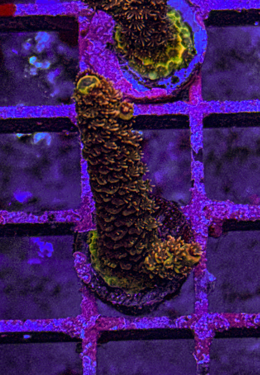 Texas Pink Stag Acro (WYSIWYG)