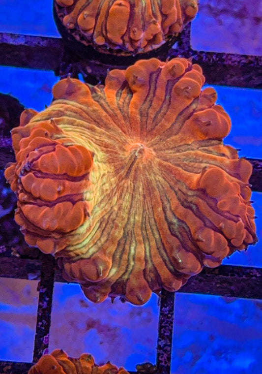 WWC Rainbow Blasto (WYSIWYG)