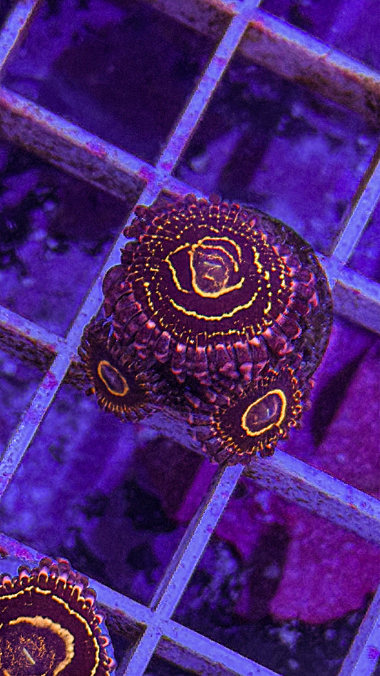 Stratosphere Zoas (WYSIWYG)