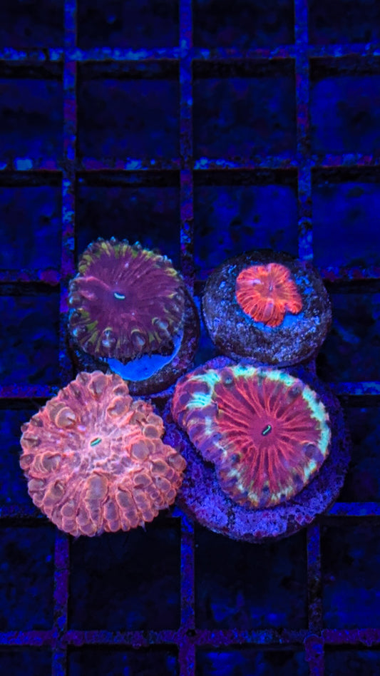 Blasto Pack (WYSIWYG)