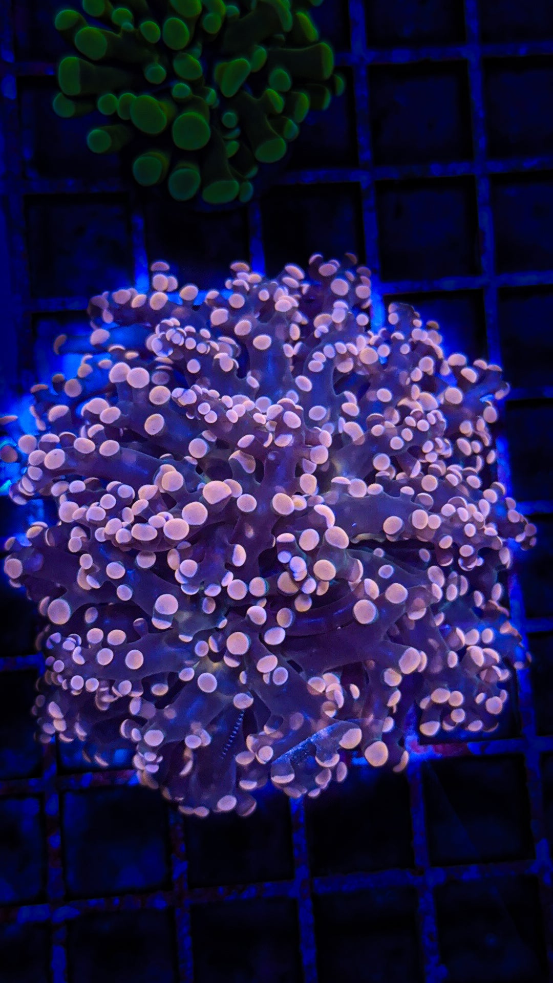 Pink Tip Frogspawn (WYSIWYG)