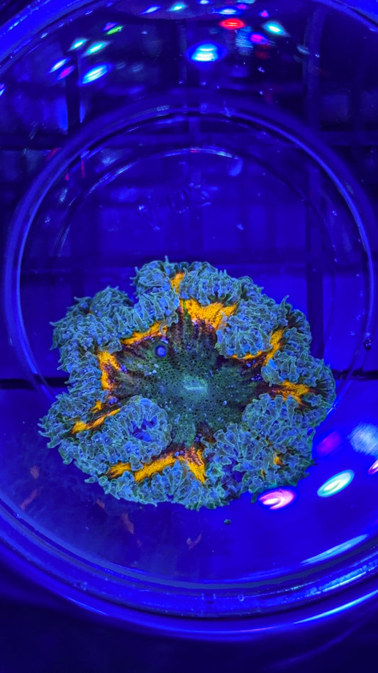 Orange Rainbow Ring Rock Flower Anemone (WYSIWYG)