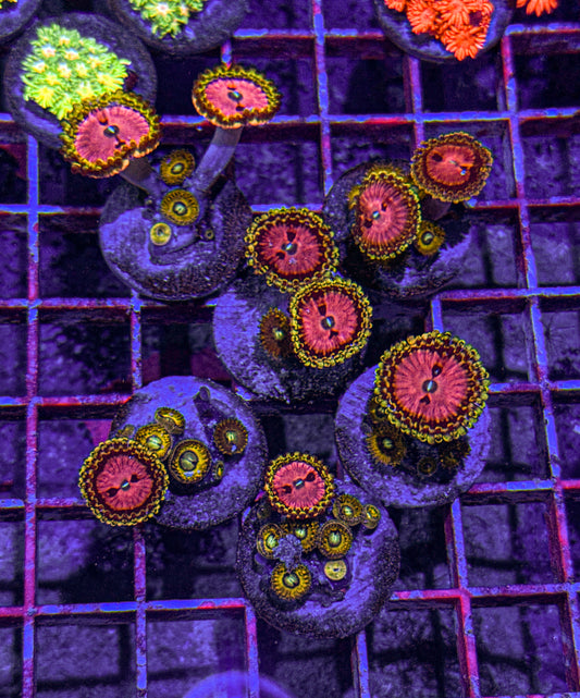 Pink Diamonds/Pikachu Zoa Mix! (WYSIWYG)