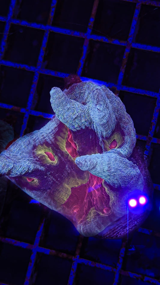 WCC Frost Tip Rainbow Pectinia (WYSIWYG)