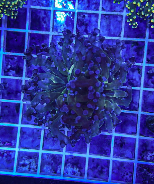 Blue Tip Frogspawn (WYSIWYG)