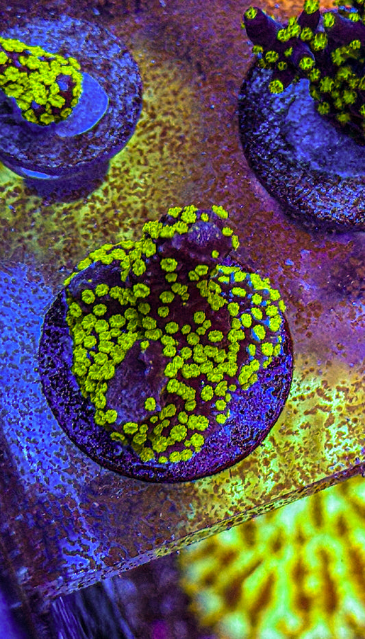 Tubbs Stellata Montipora (WYSIWYG)