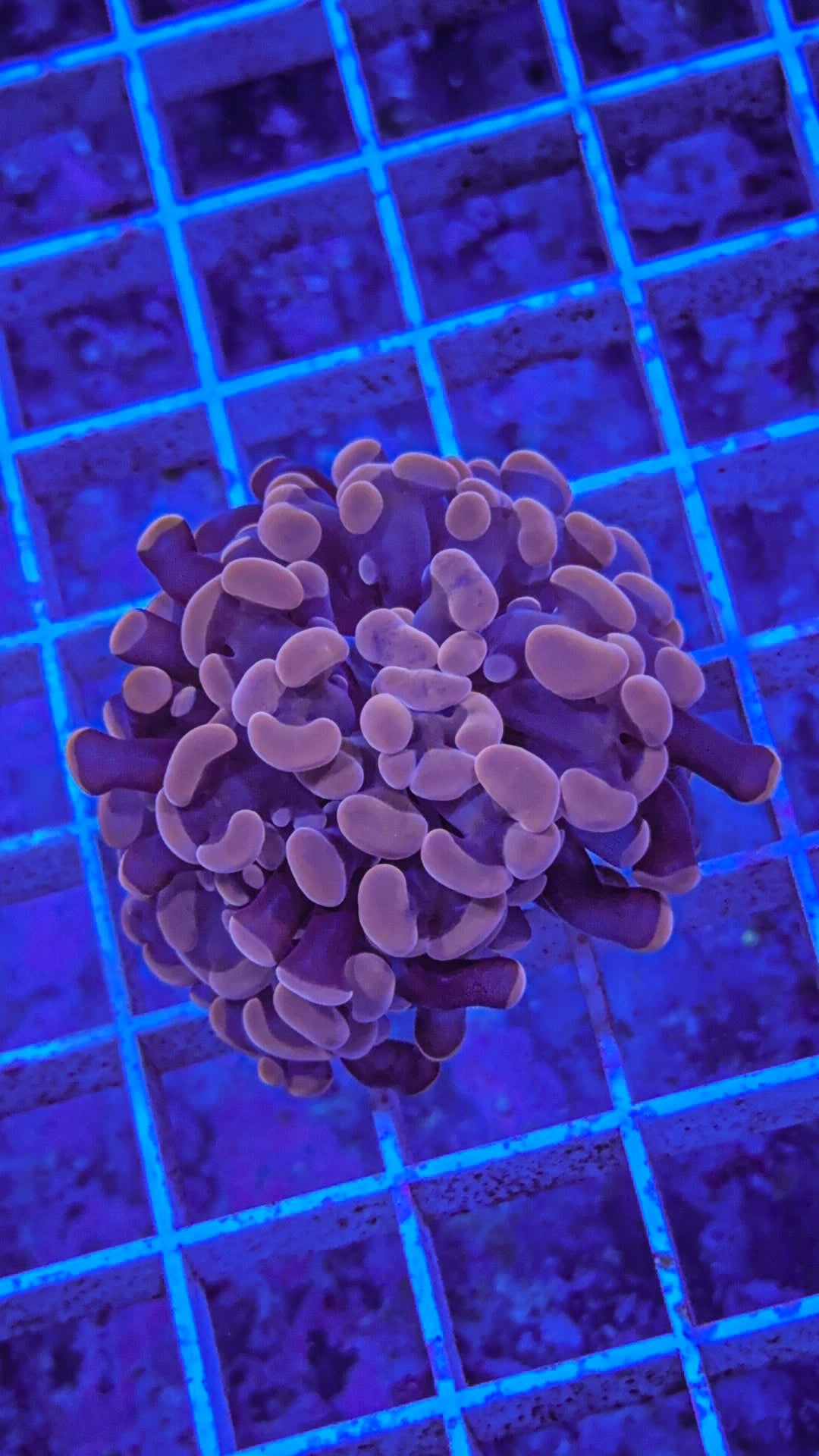 Peach Hammer (WYSIWYG)