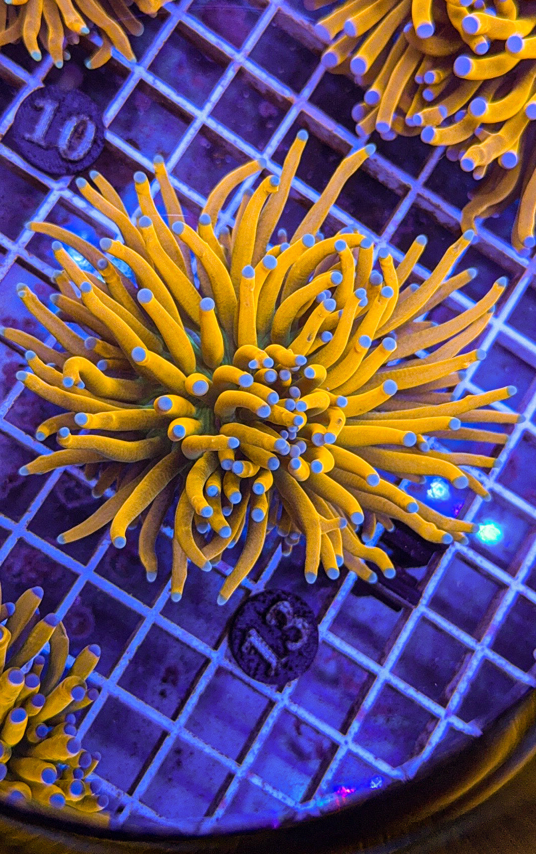 Banana Grail Torch #13 (WYSIWYG)