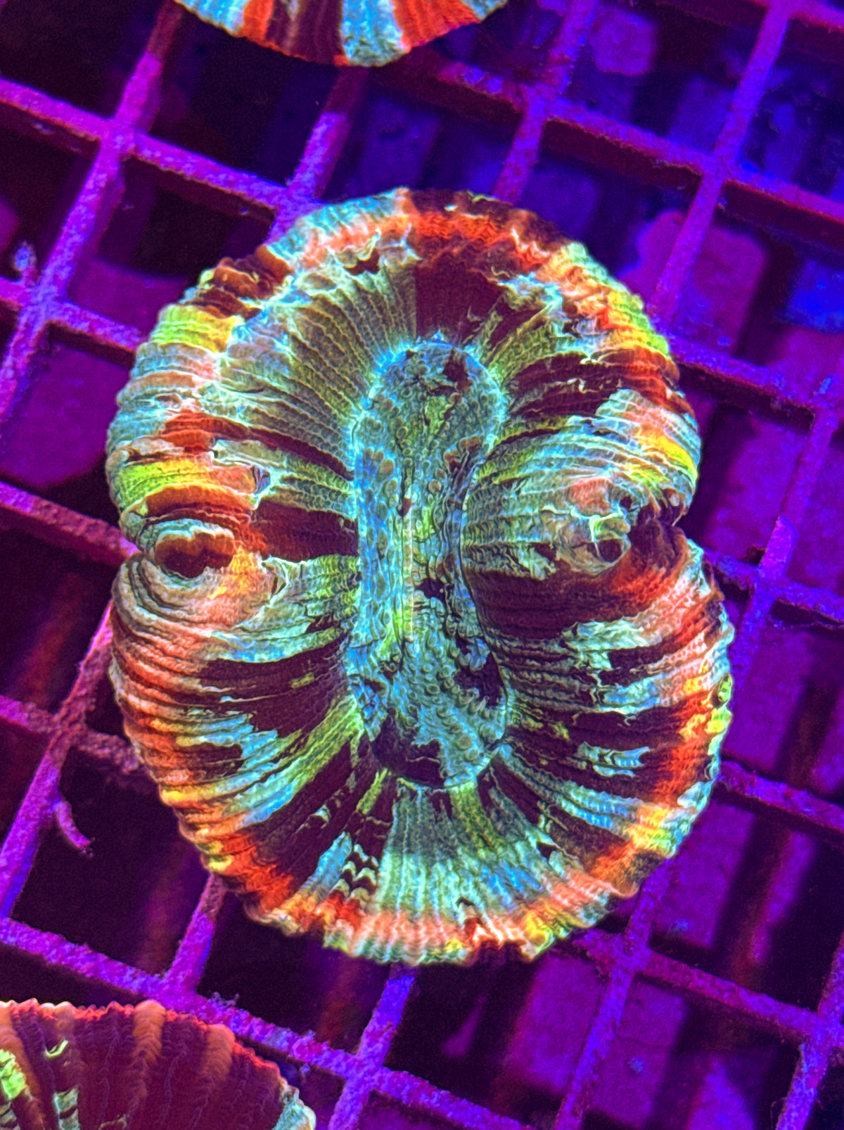 Rainbow Trachy (WYSIWYG)