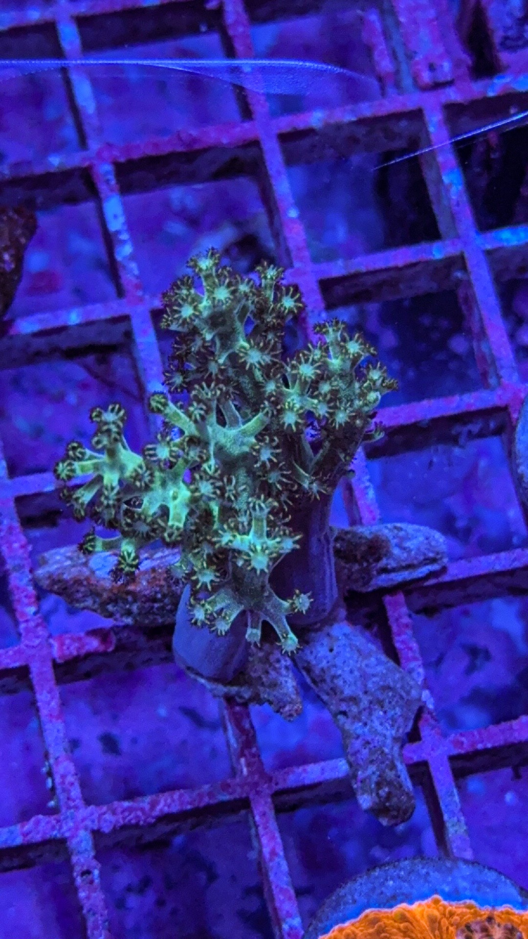 Kenya Tree Coral (WYSIWYG)