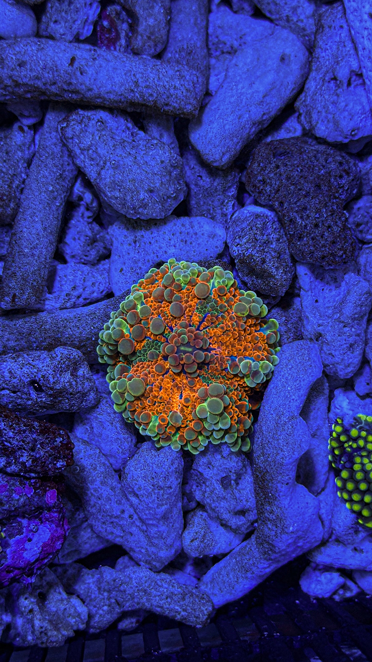 Unique Bubbly Yuma Mushroom (WYSIWYG)