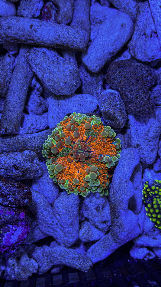 Unique Bubbly Yuma Mushroom (WYSIWYG)