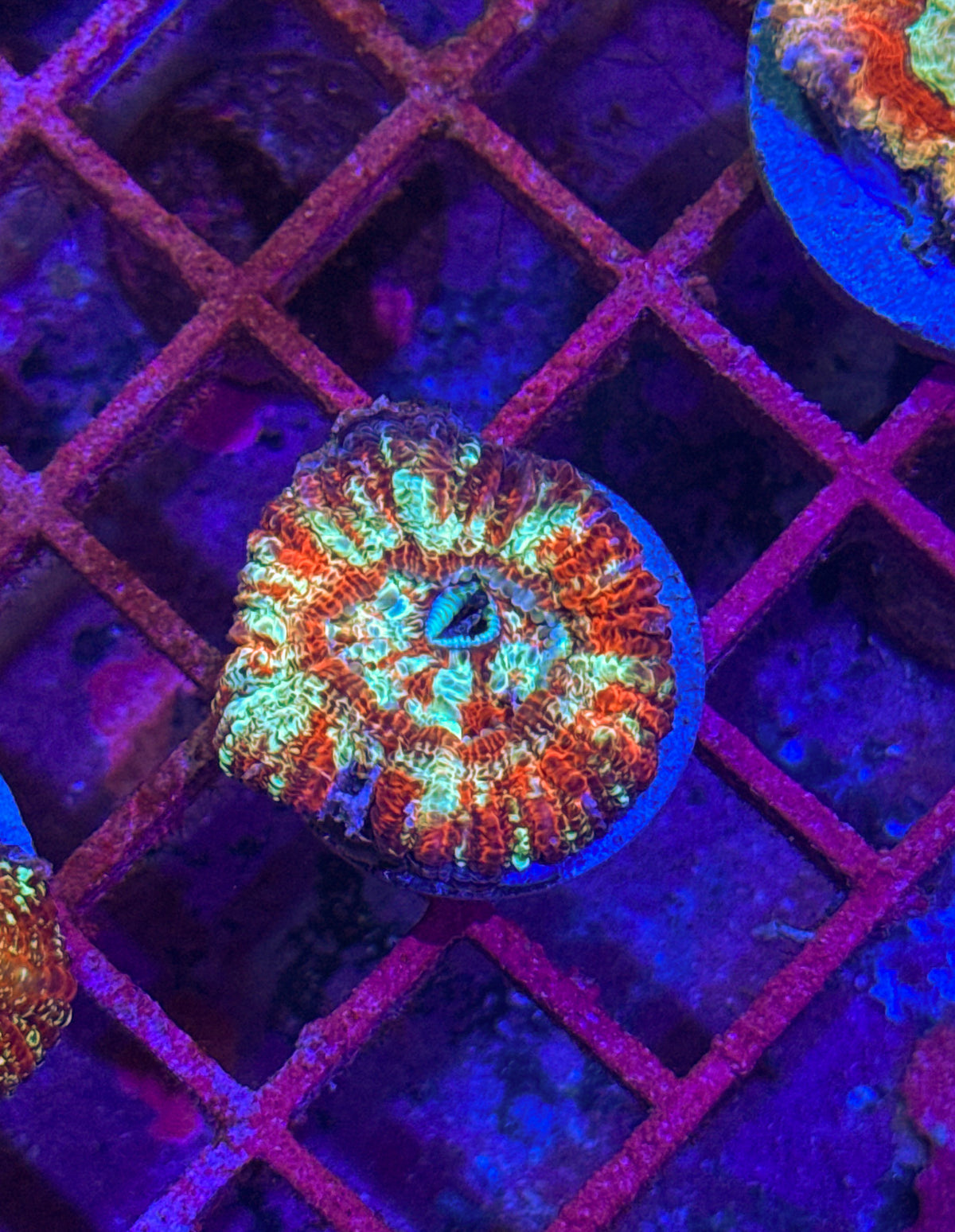 Acan Maxima “RARE” (WYSIWYG)
