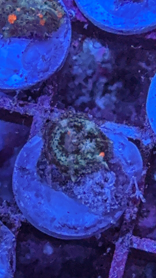 Wild Bounce Mushroom (WYSIWYG)