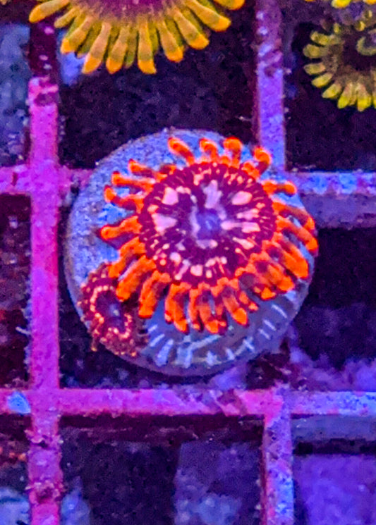 Utter Chaos Zoas (WYSIWYG)