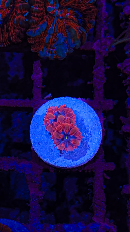Blue Raven Blastos (WYSIWYG)
