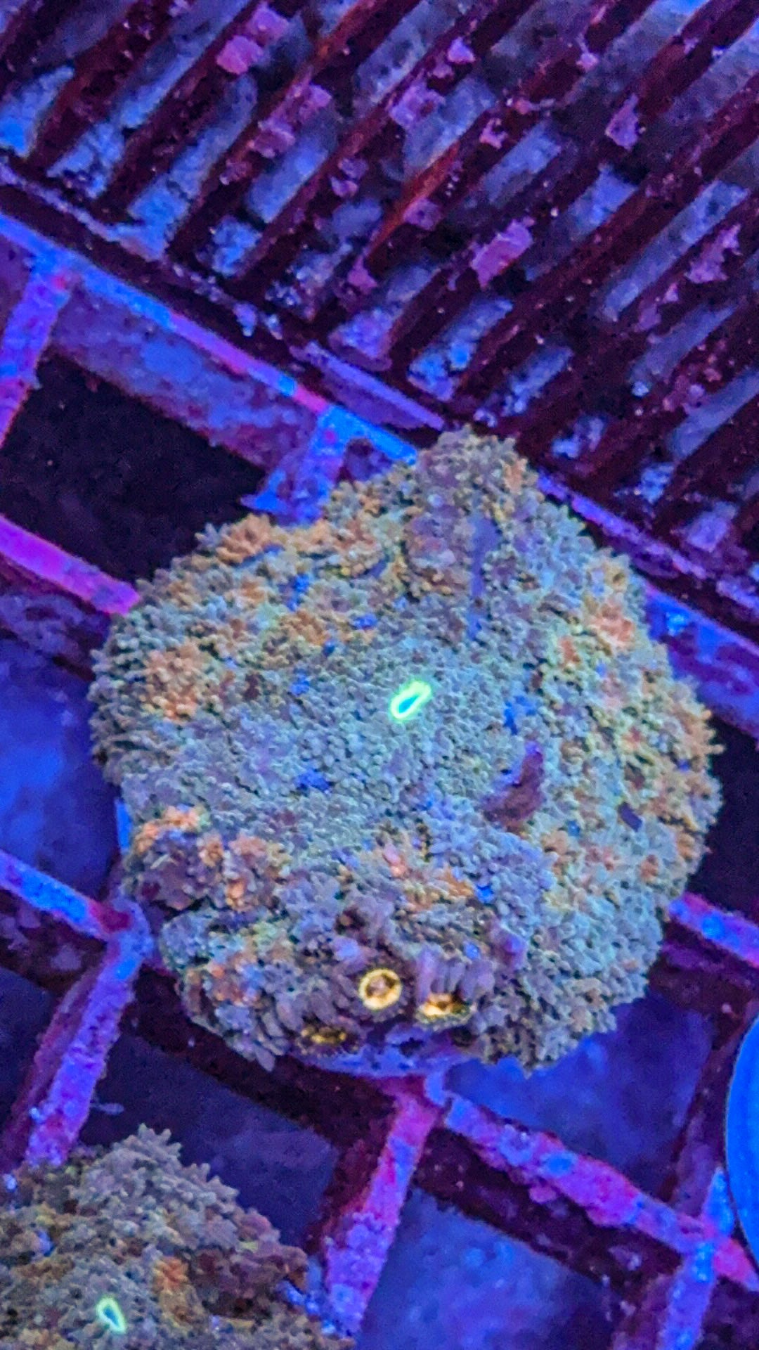 Golden Nugget Pincushion Mushroom (WYSIWYG)