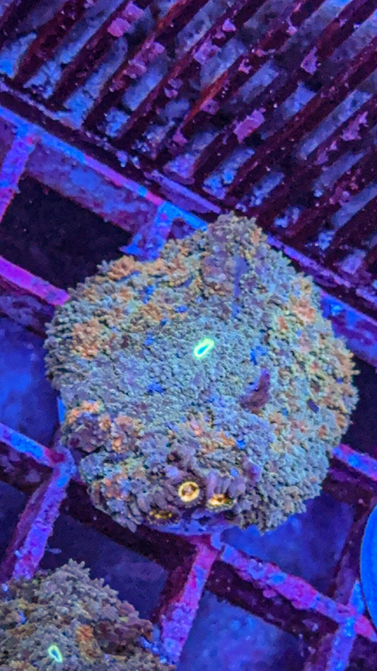 Golden Nugget Pincushion Mushroom (WYSIWYG)