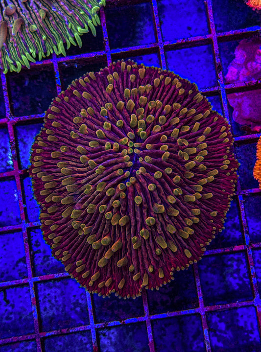 Raising Phenix Fungia (WYSIWYG)