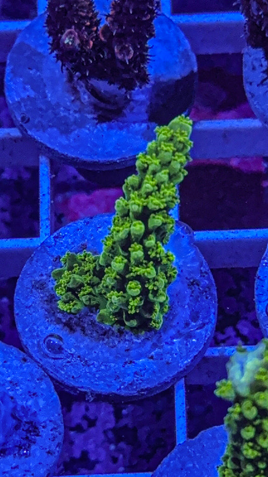 Green Slimmer Acro (WYSIWYG)