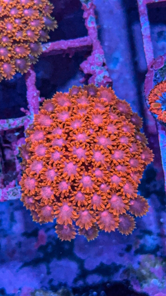WCC Kaleidoscope Bernardpora (WYSIWYG)