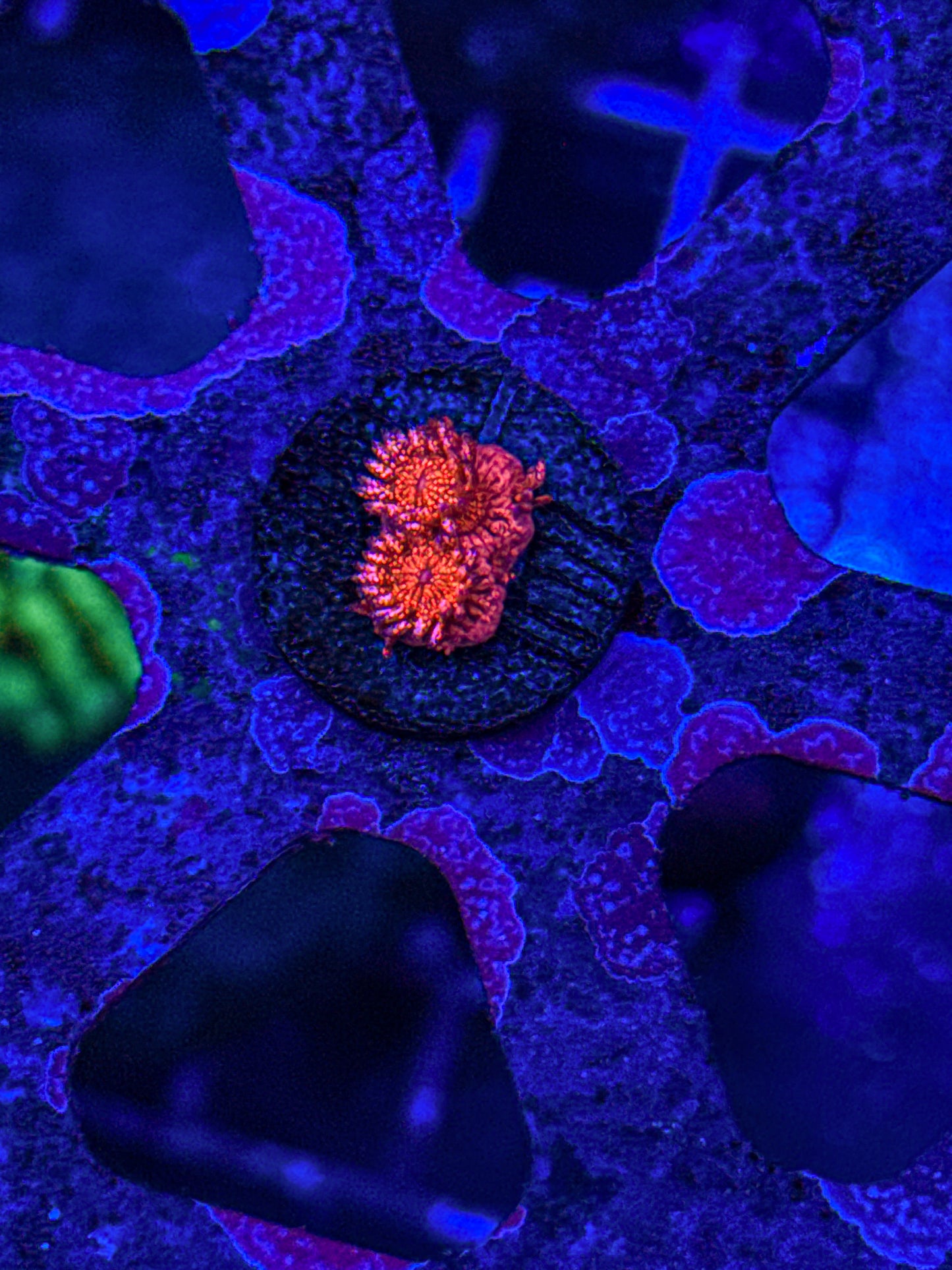 WCC Master Red Glitter Goni (WYSIWYG)