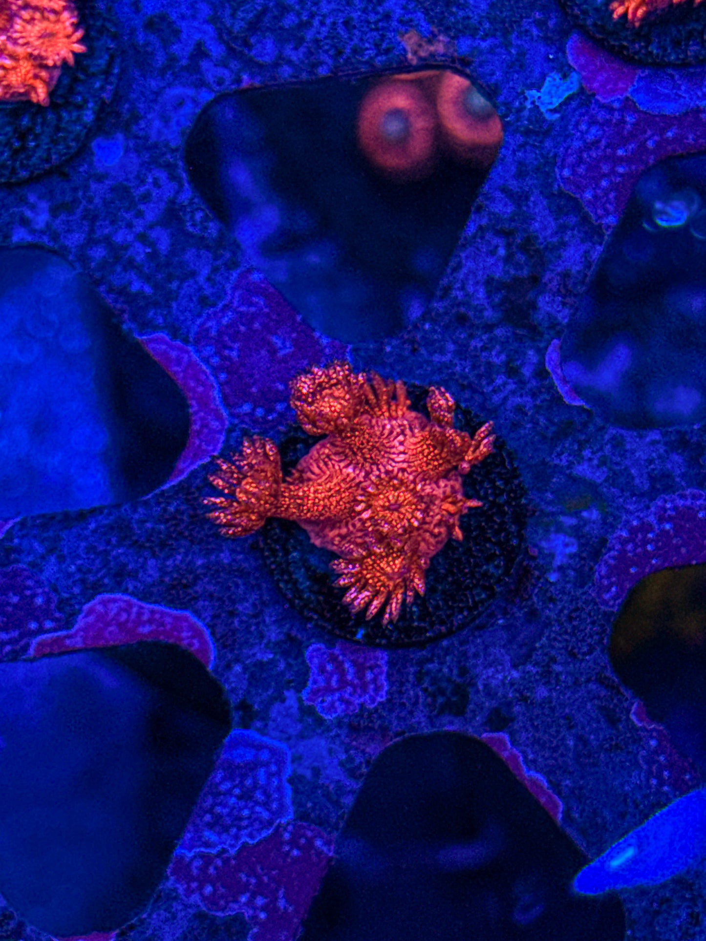 WCC Master Red Glitter Goni (WYSIWYG)