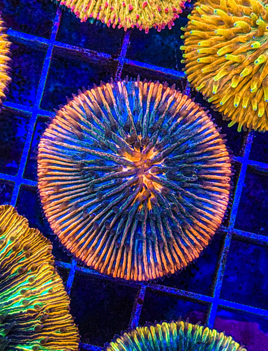 Unique Fungia (WYSIWYG)