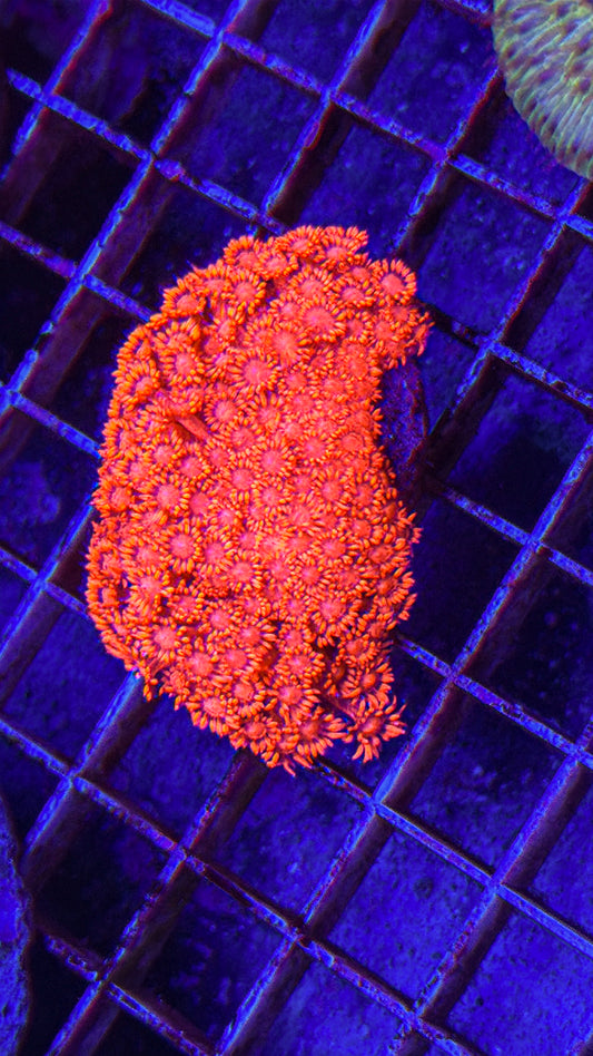 Super Bright Pink Goni Colony!(WYSIWYG)