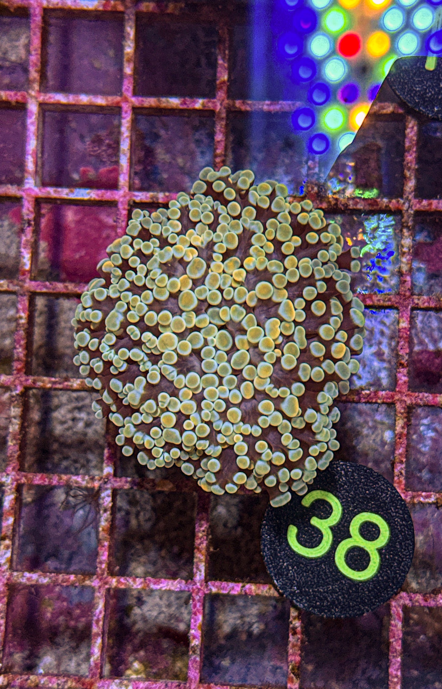 Rainbow Kingspawn (WYSIWYG)