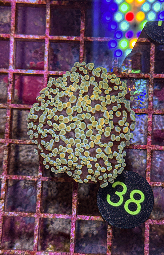 Rainbow Kingspawn (WYSIWYG)