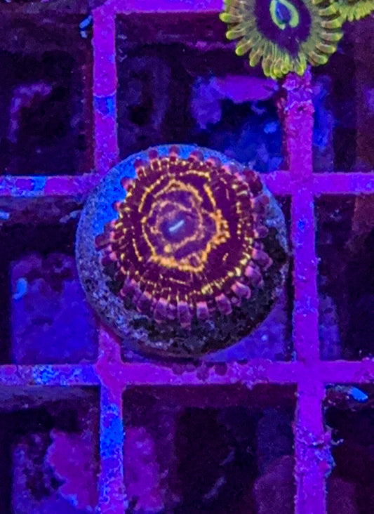 Stratosphere Zoa (WYSIWYG)
