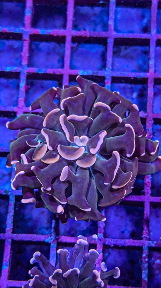 Rare Pink Aussie Hammer (WYSIWYG)